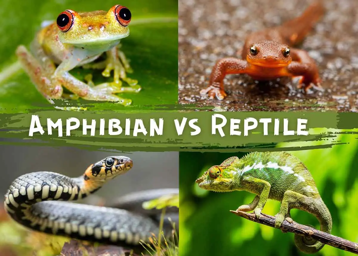 amphibian vs reptile