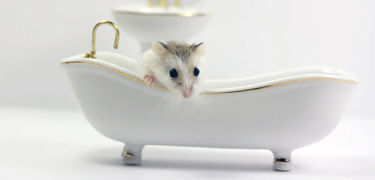 mouse sitting in mini bathtub