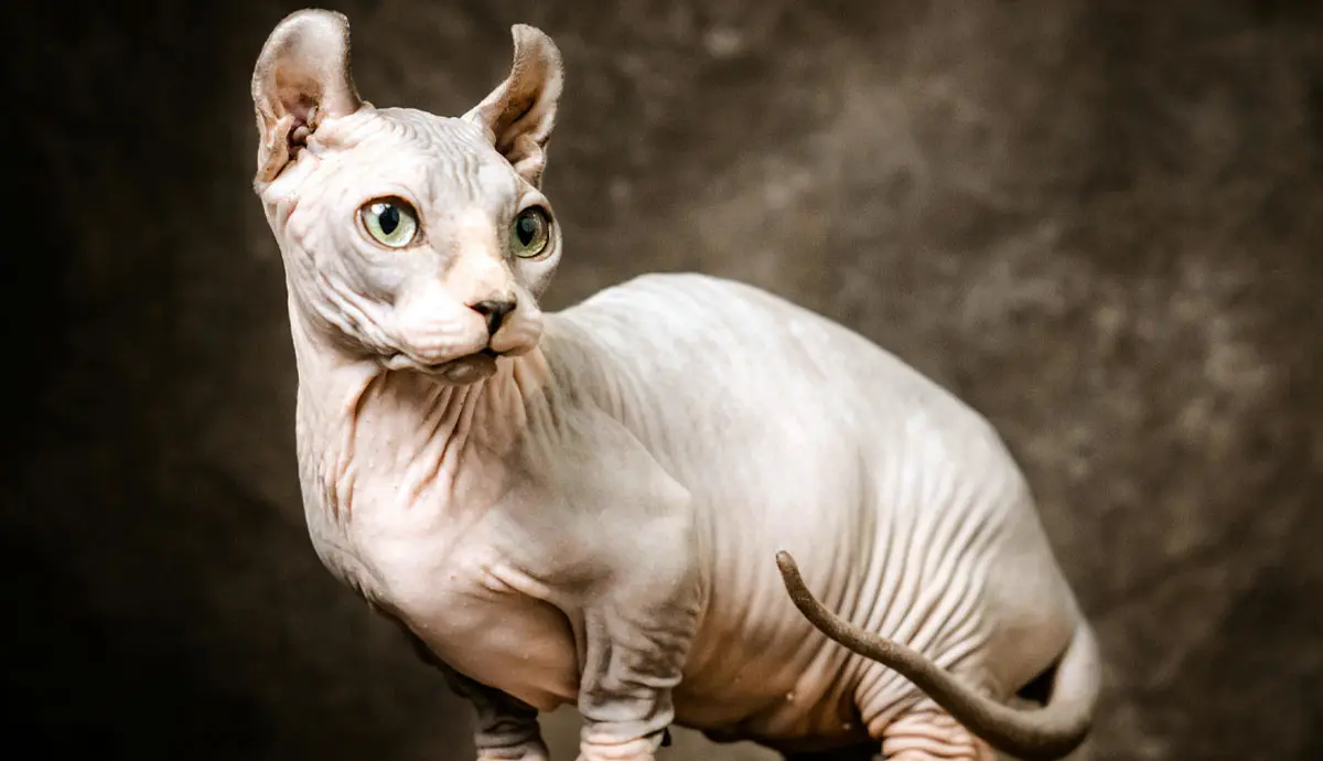 the sphynx cat what to know