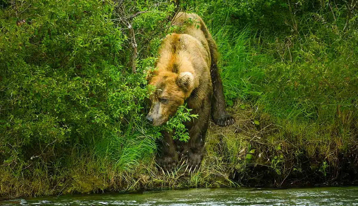 grizzly bear hiding from salmon