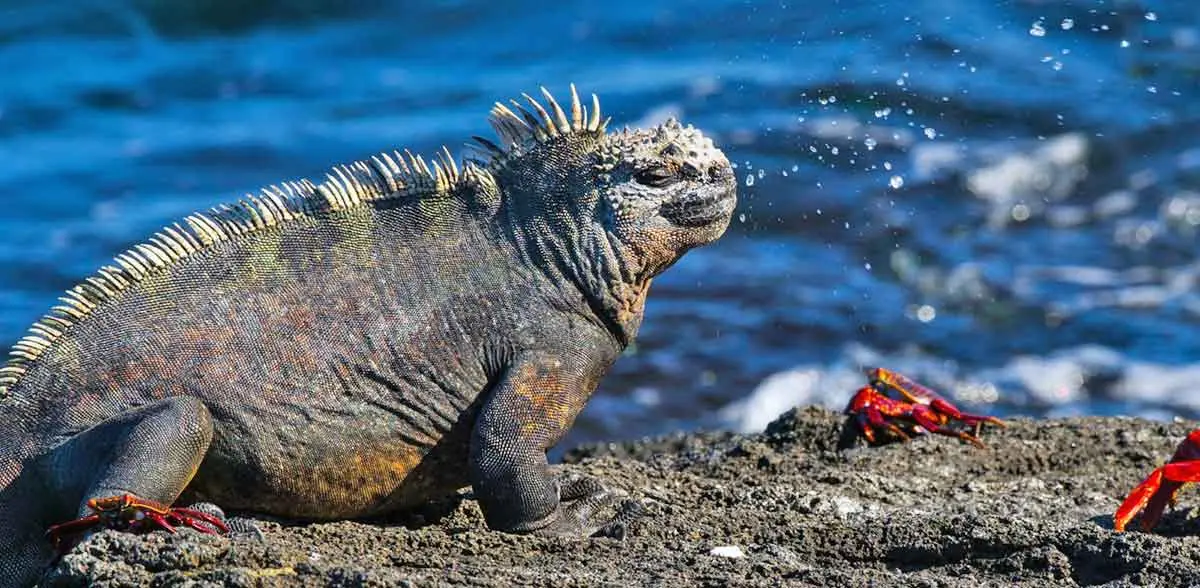 marine iguana sneezing salt