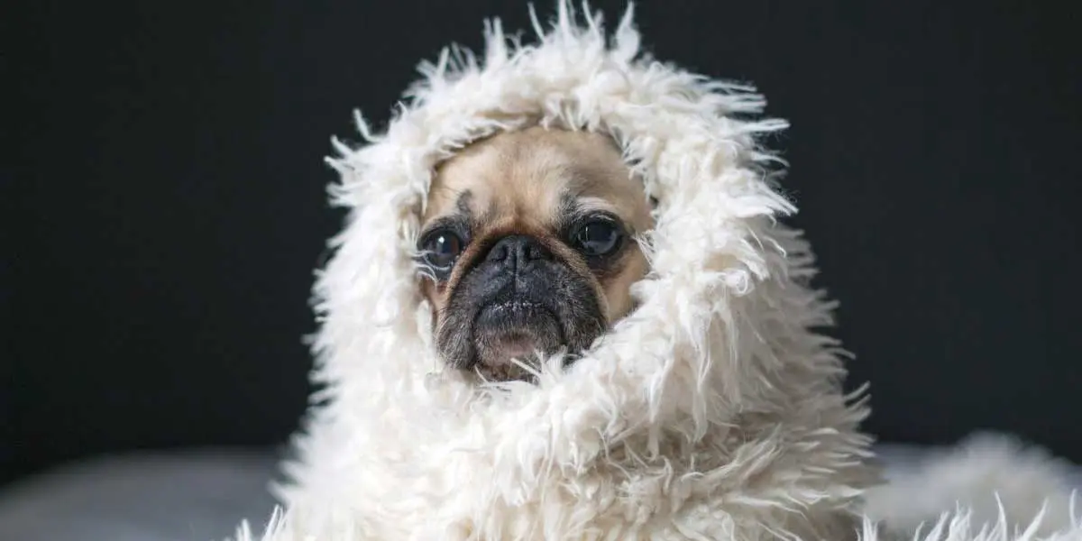 Pug Dog Wrapped in White Blanket