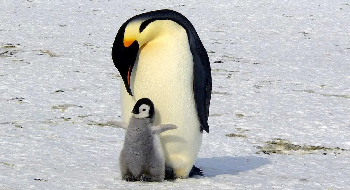 adult emperor penguin and young chick