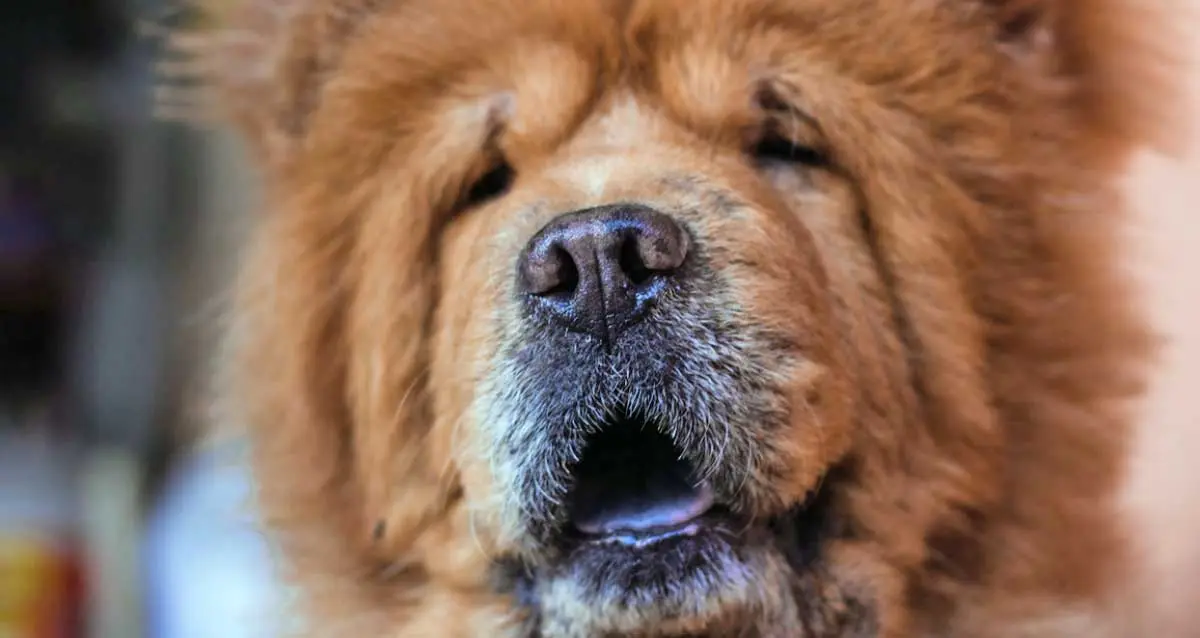 chow chow face nose wrinkles slobber