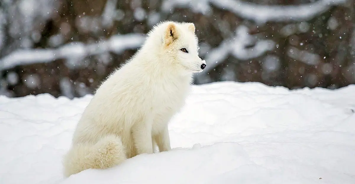 artic fox iceland
