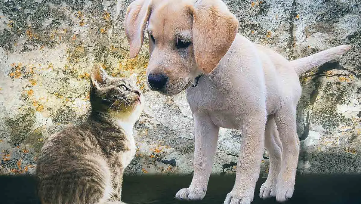 puppy and kitten looking at each other