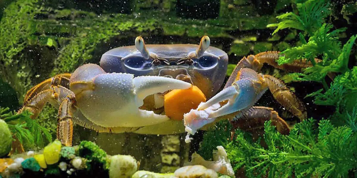 crab feeding