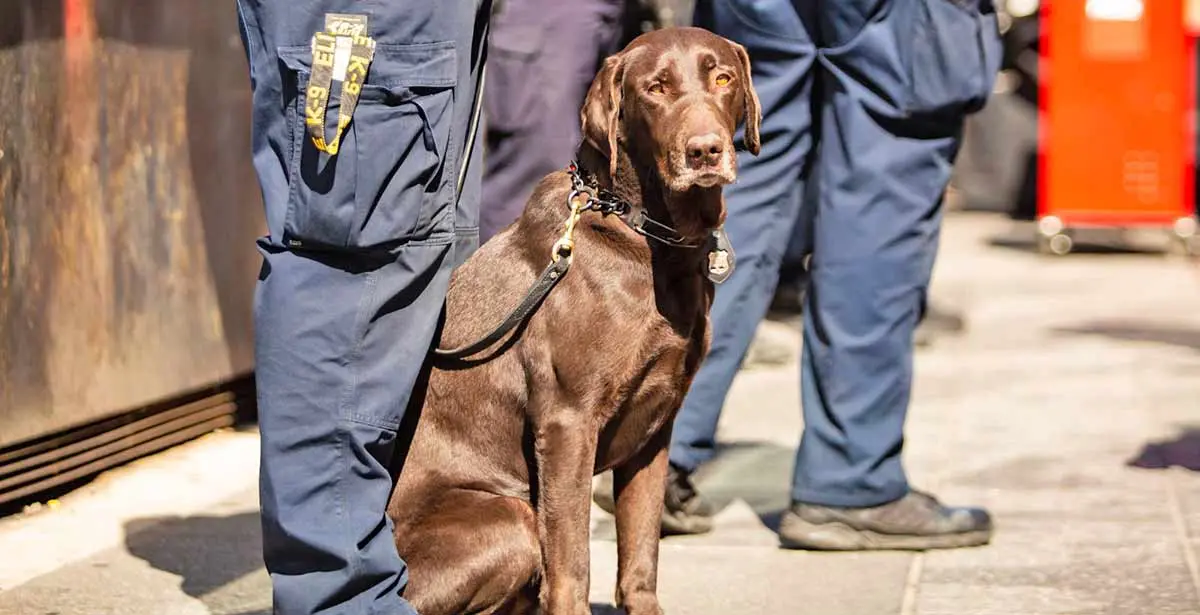 police detection dog
