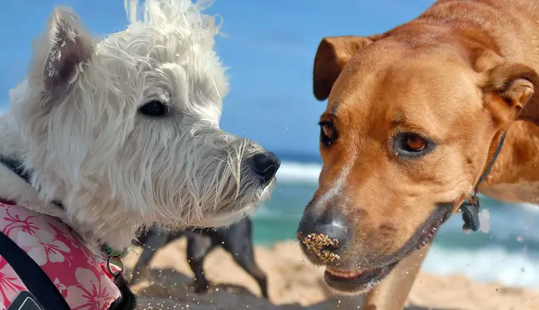 pet friendly places to take your dog in key west