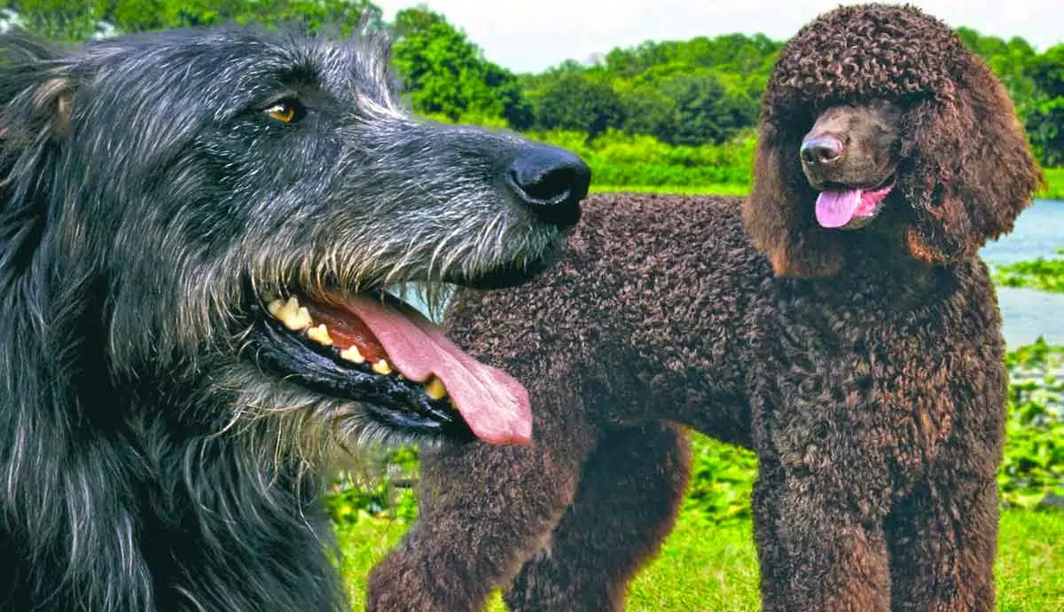 irish dog breeds what to know