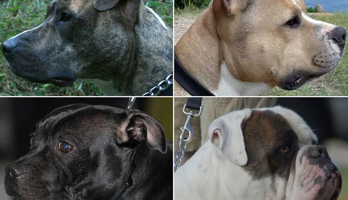 different types of pitbulls