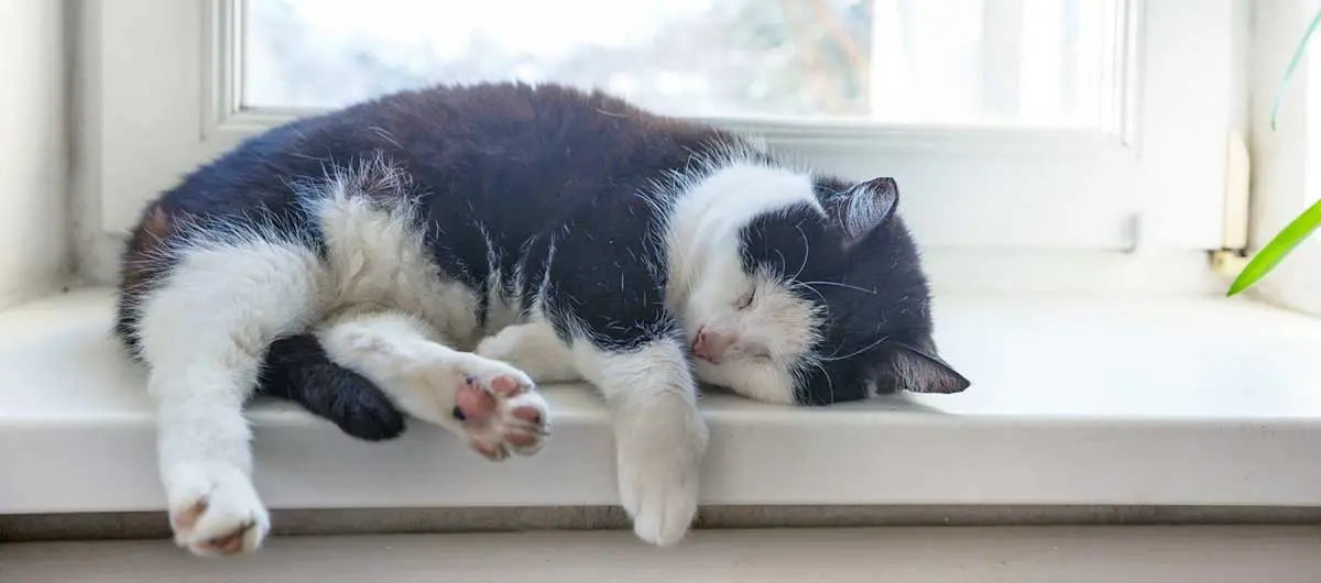 black white cat sleeping