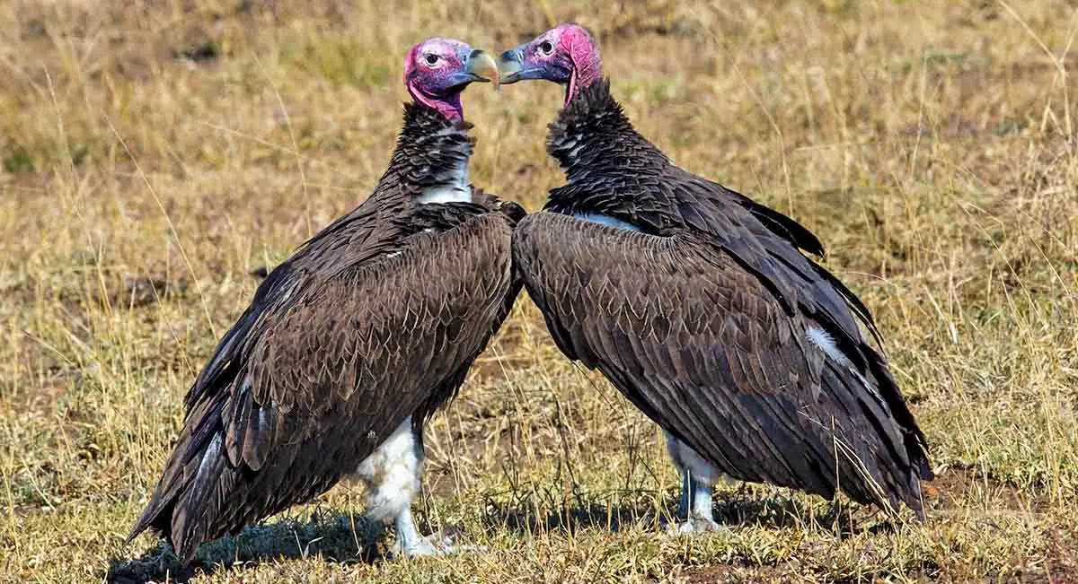 vultures pink heads