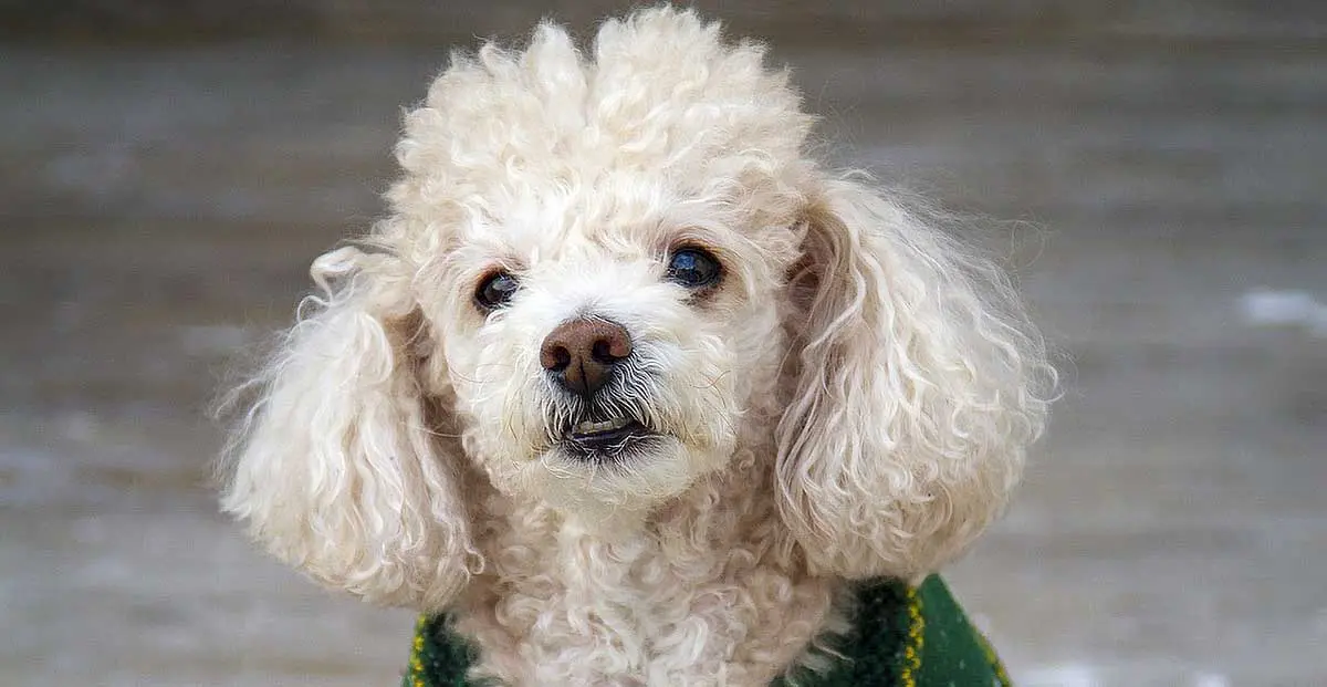 miniature poodle wearing green waistcoat