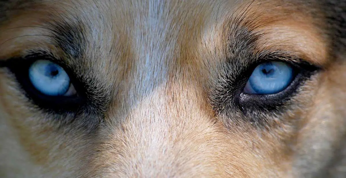 wolf dog eyes
