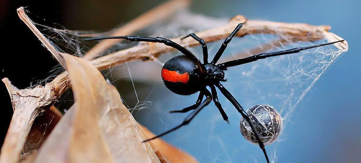 black widow spider prey