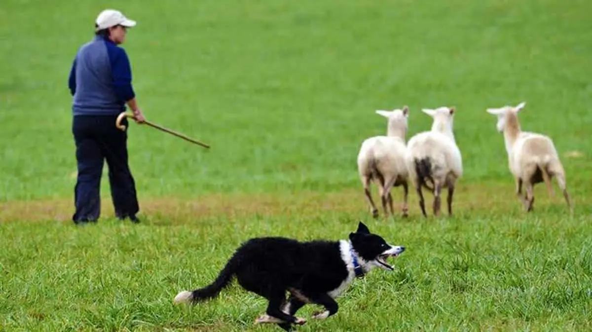 border_collie_herding_sheep