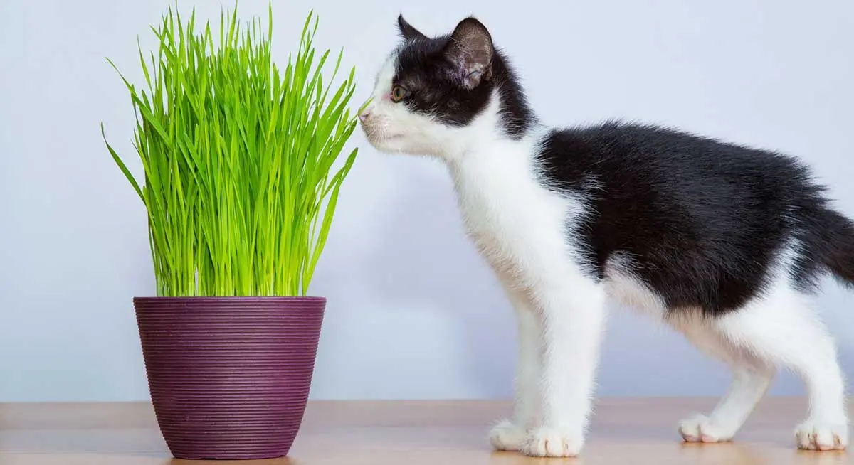 white black cat eat grass