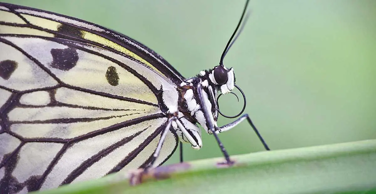 butterfly proboscis