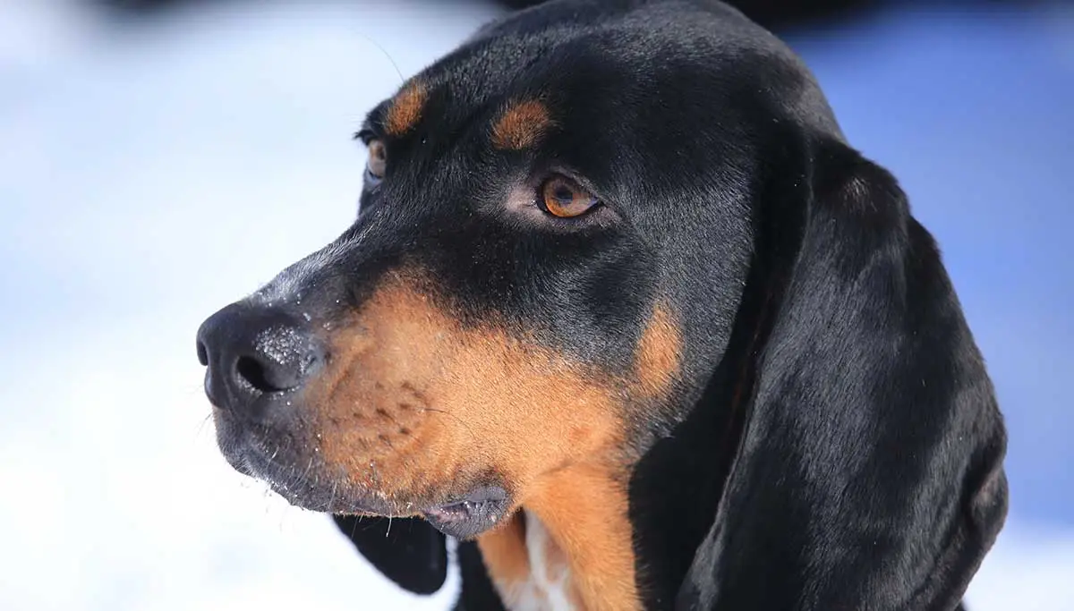 black and tan coonhound close up