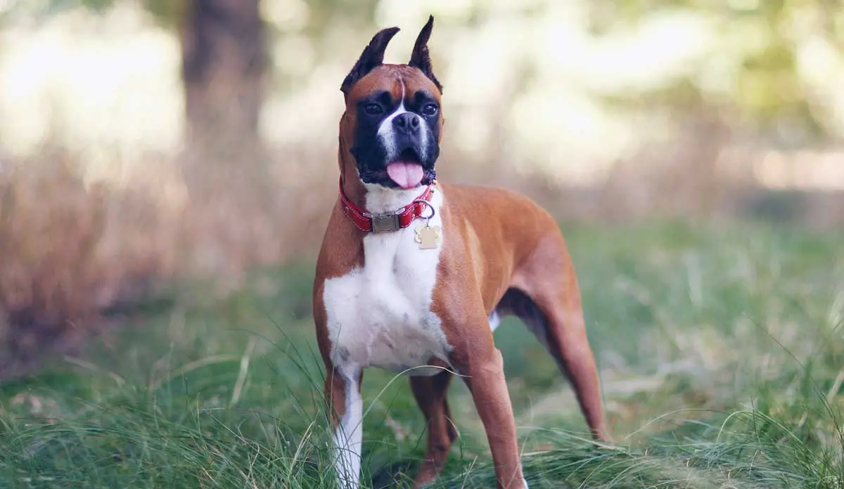boxer standing in grass