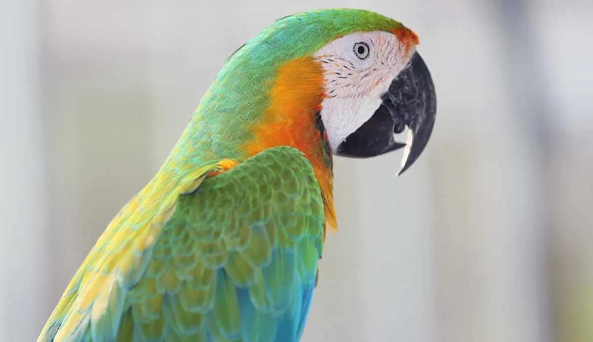 colorful macaw at the vet