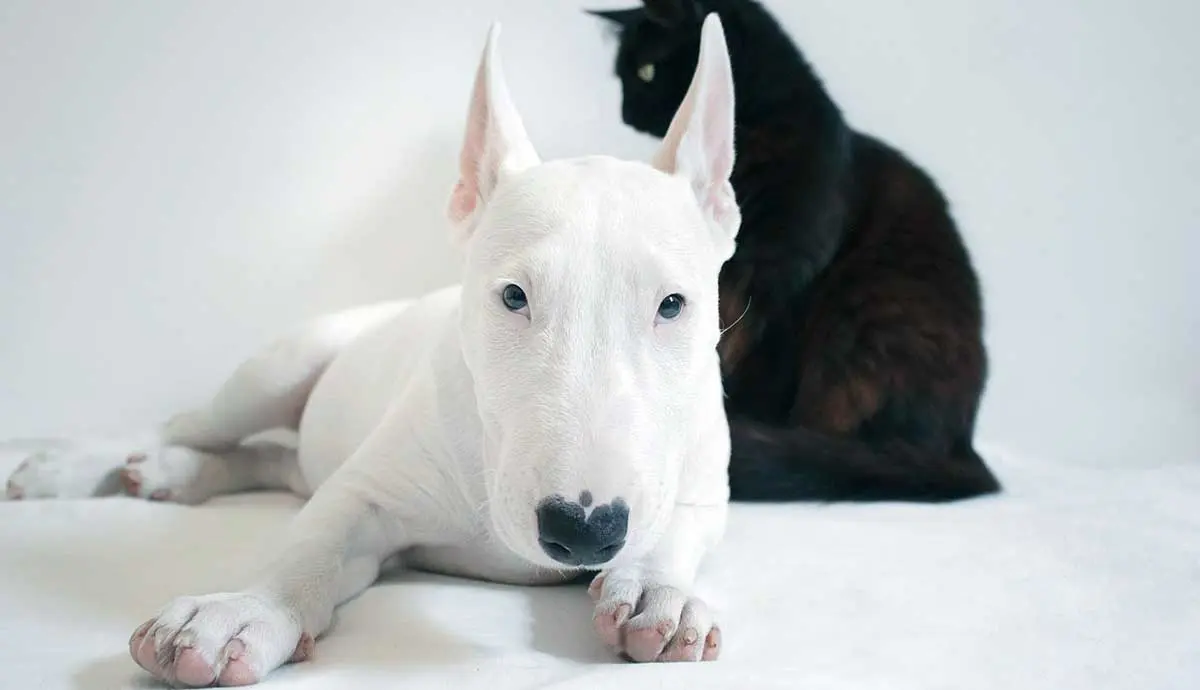 white bull terrier laying down staring at camera