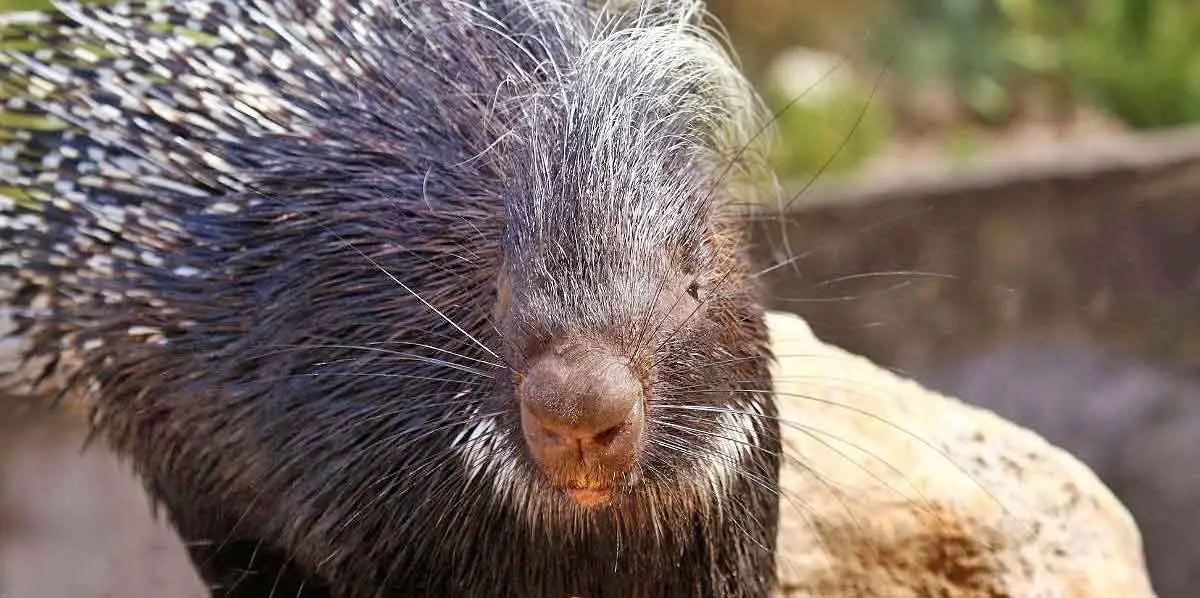 porcupine with orange teeth and quills