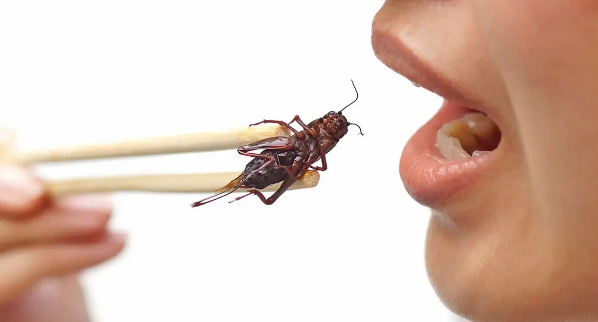 woman eating bug