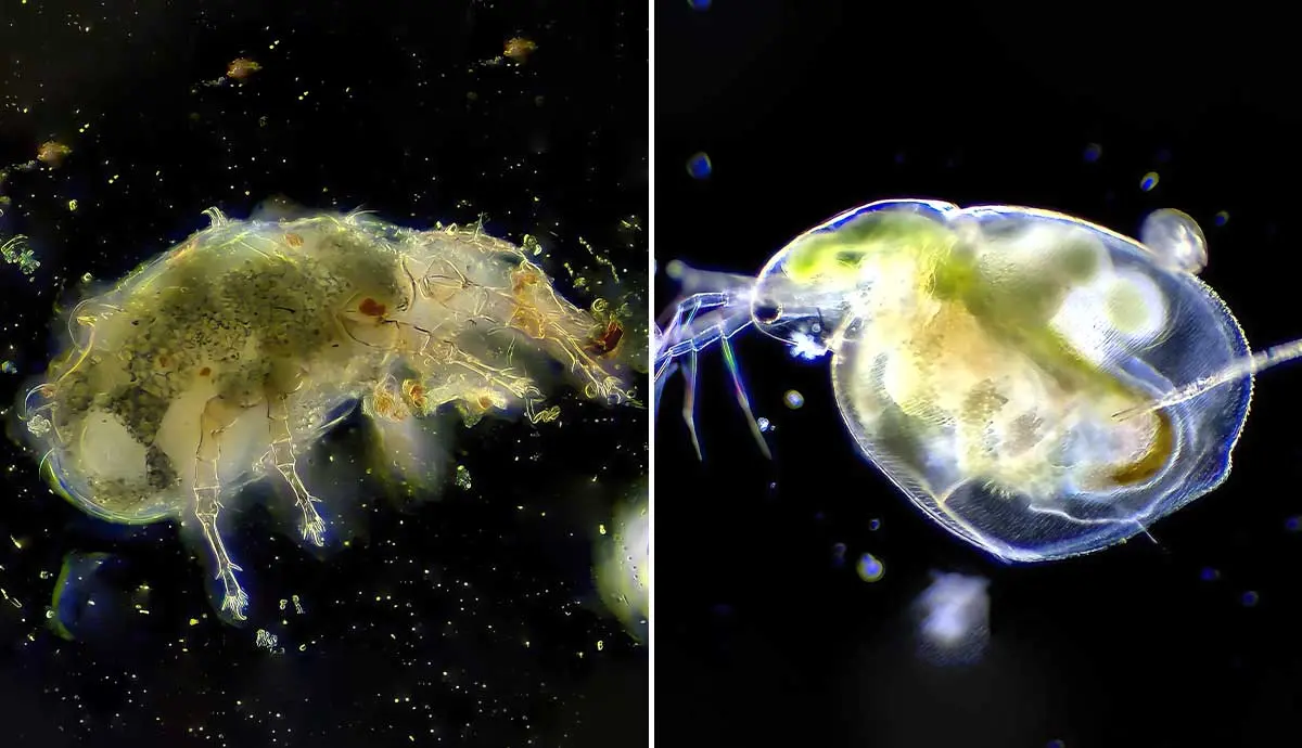 what is plankton and why is it so important