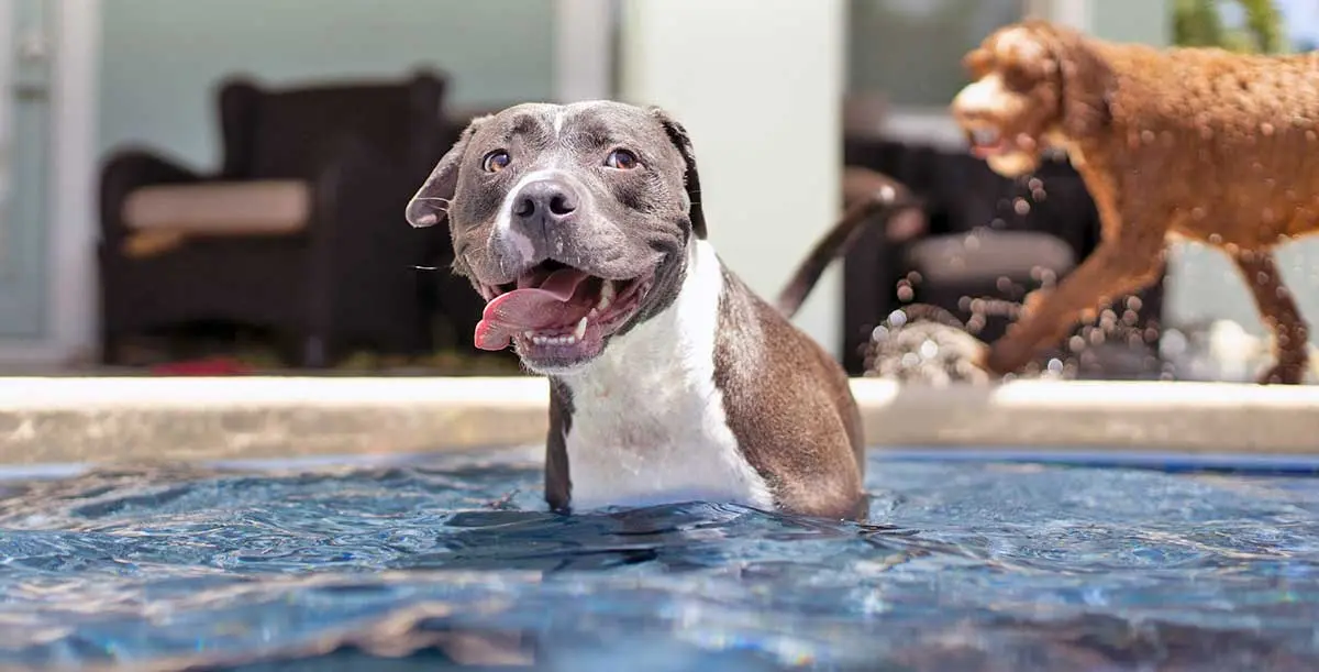 pitbull playing in swimming pool