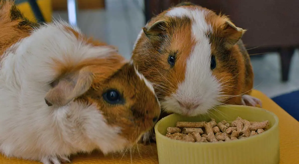 two guinea pigs with pellet food