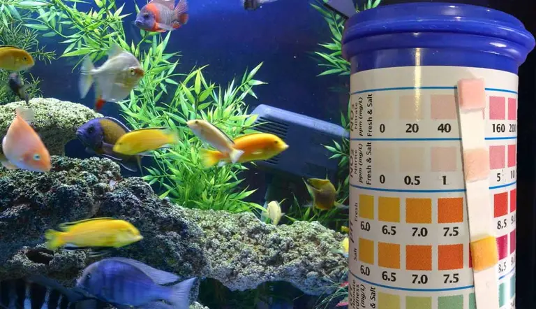 essential tasks for clean healthy aquarium