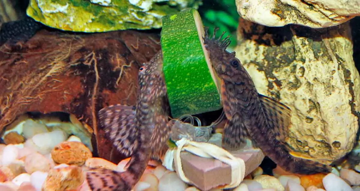 female and male bristlenose pleco eating cucumber