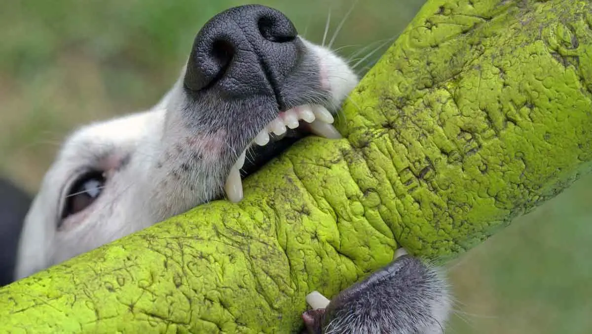 dog biting green toy
