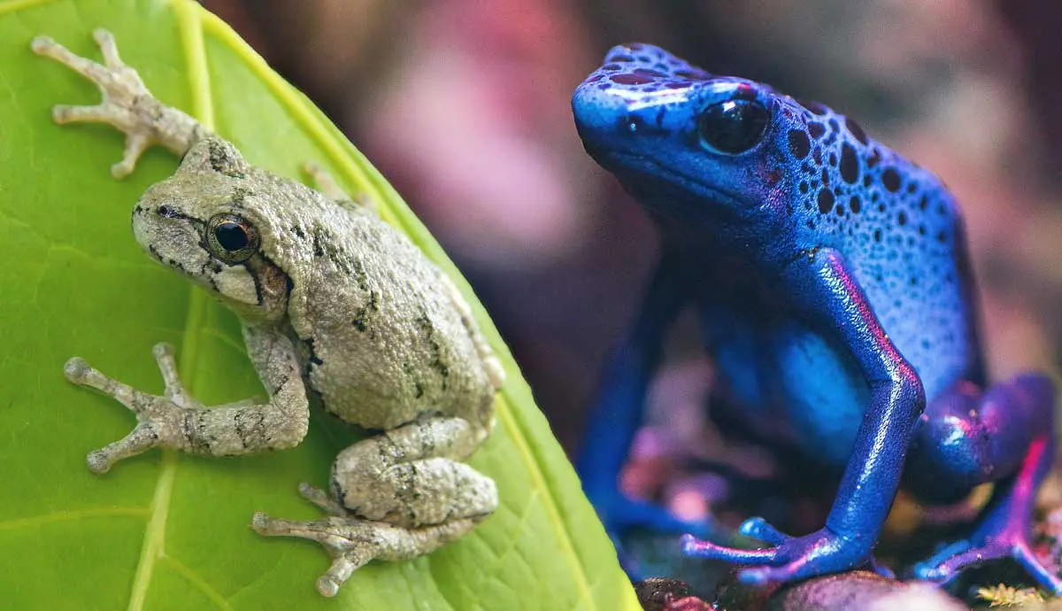 frog species that make great pets