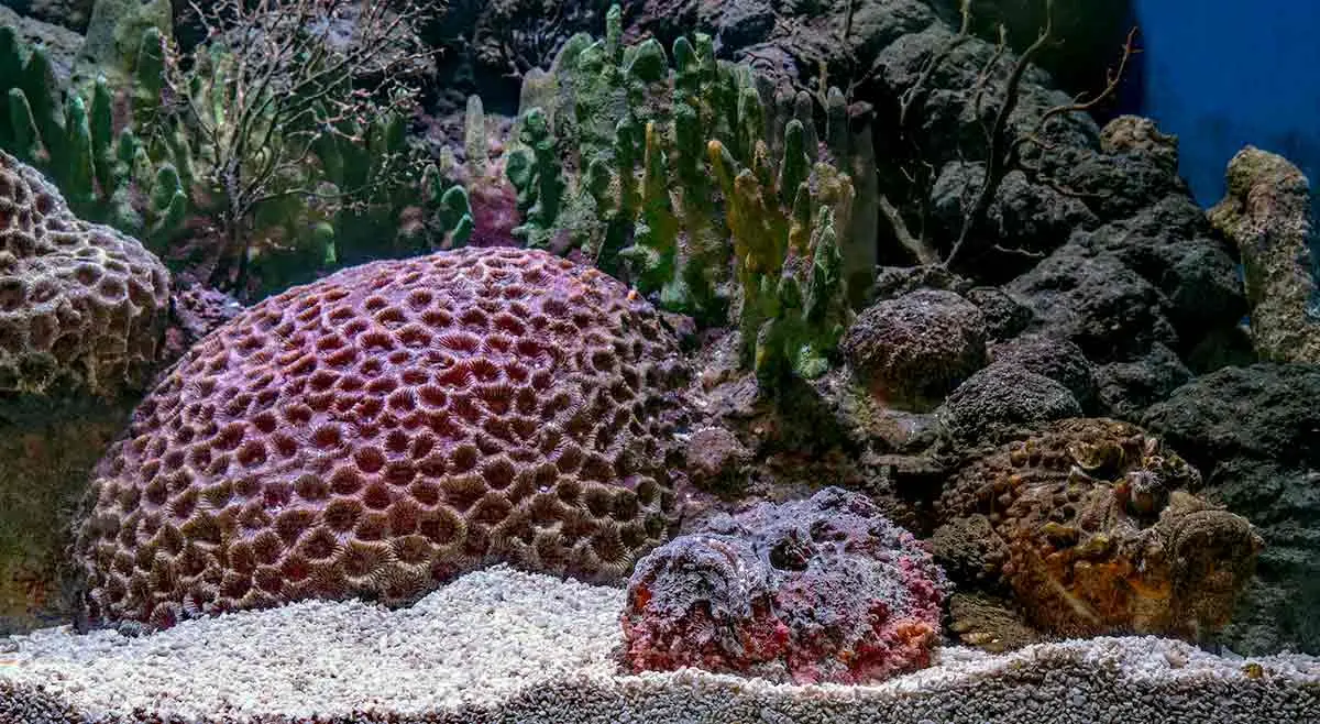 stonefish mimic rocks in aquarium