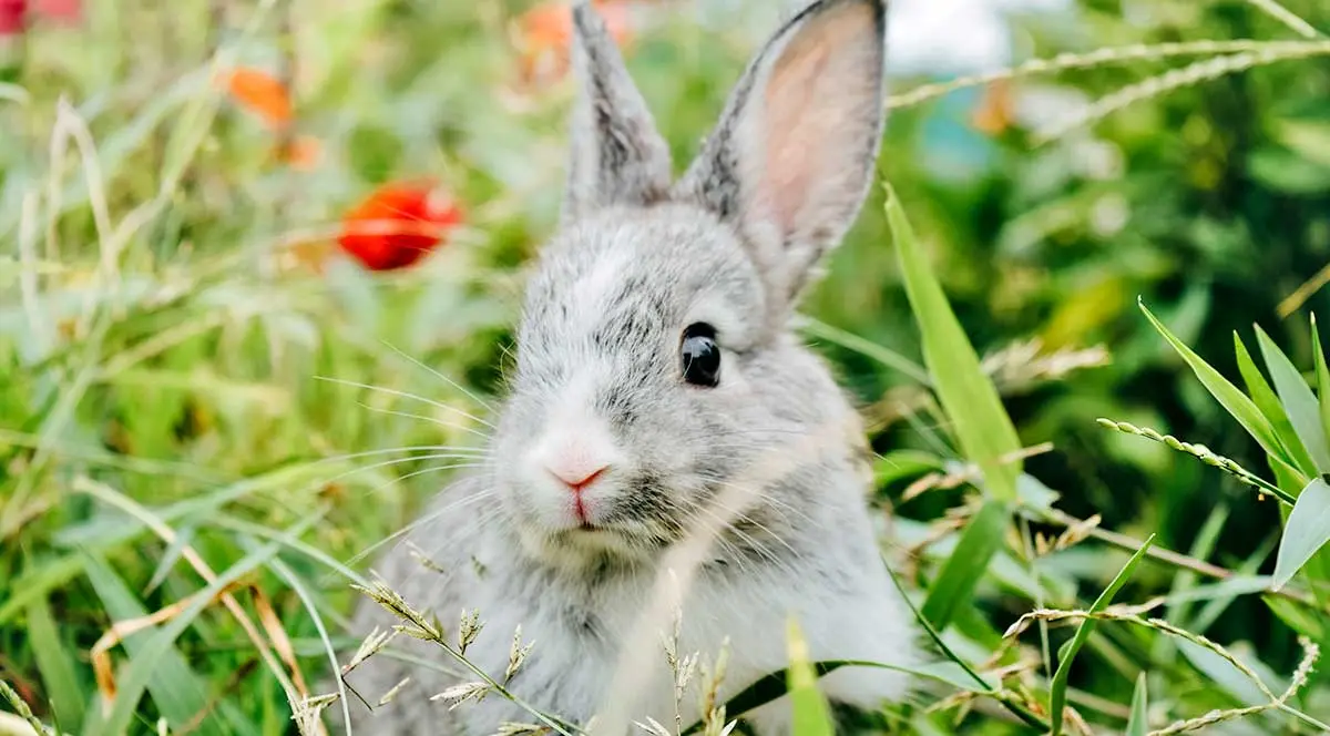 Rabbit flowers.jpg