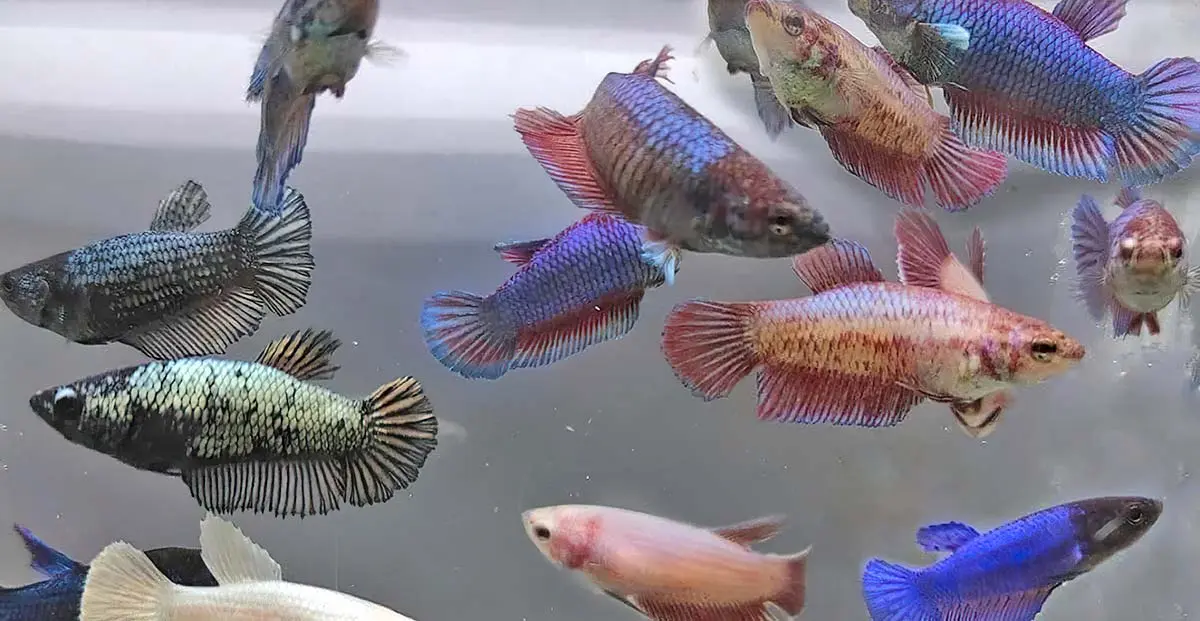 betta fish in aquarium