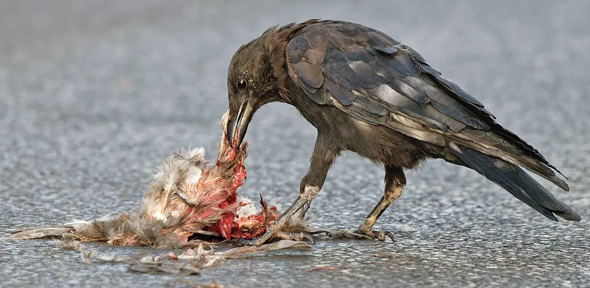 corvus crow eating carrion