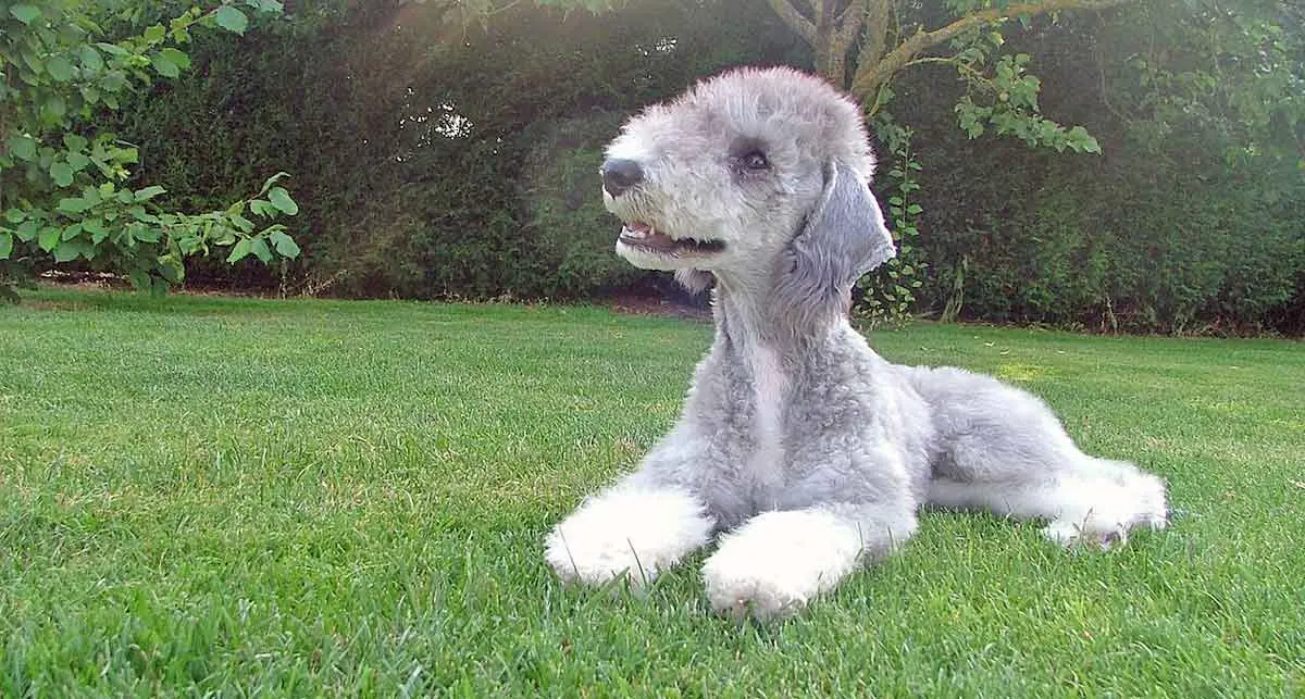 bedlington terrier grass gray white patches