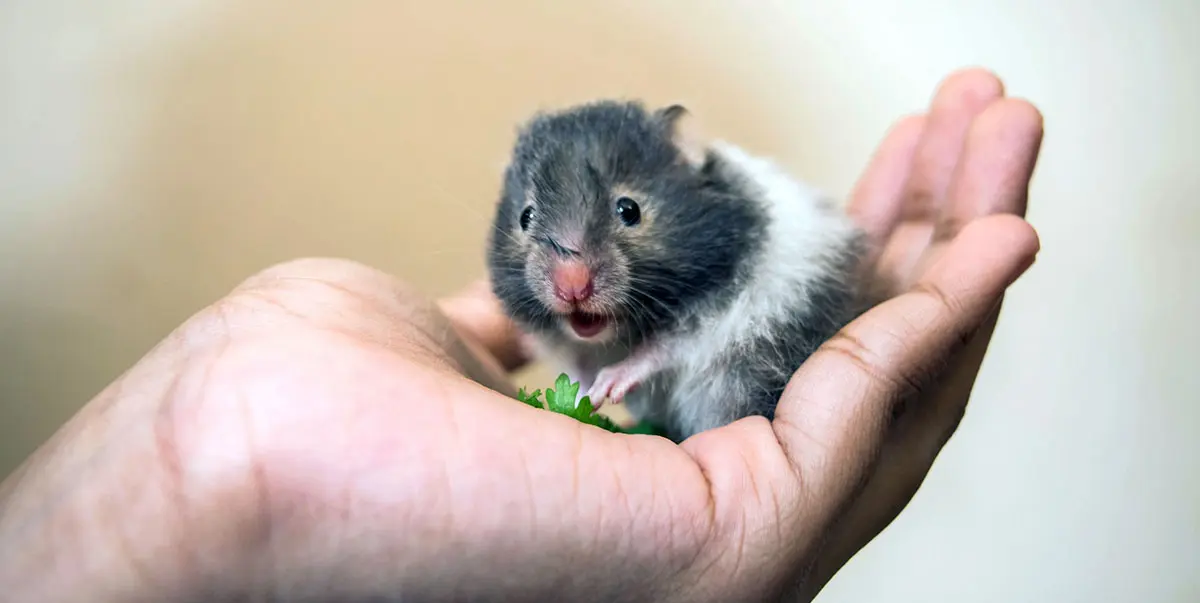 hamster eating in hand