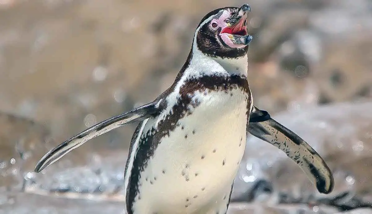 humboldt penguin black and white
