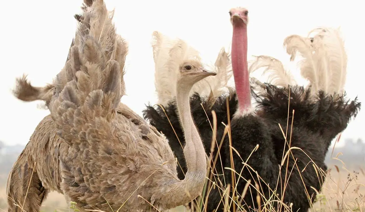 ostrich mating ritual