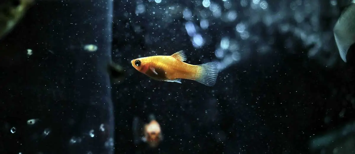 small yellow fish aquarium