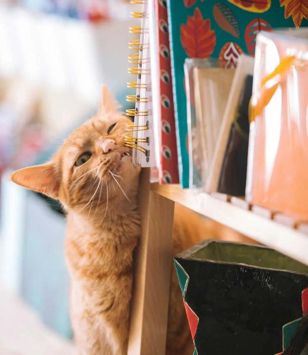 cat rubbing bookshelf