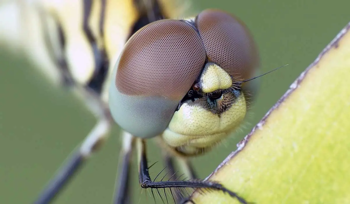 dragonfly compound eyes