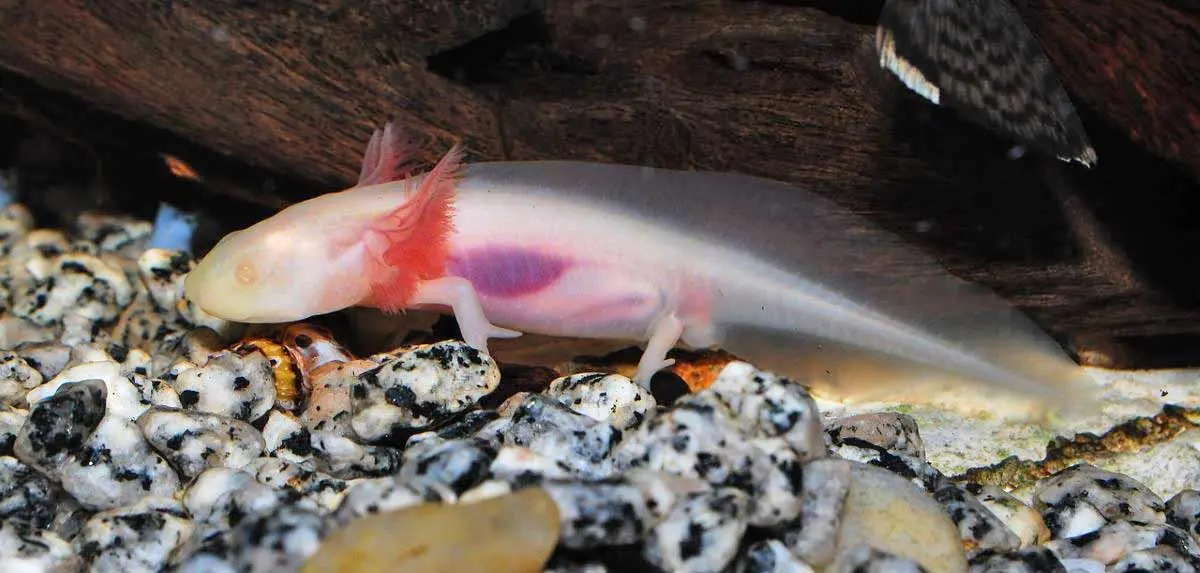 transparent axolotl
