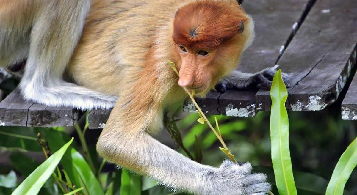 proboscis monkey eating
