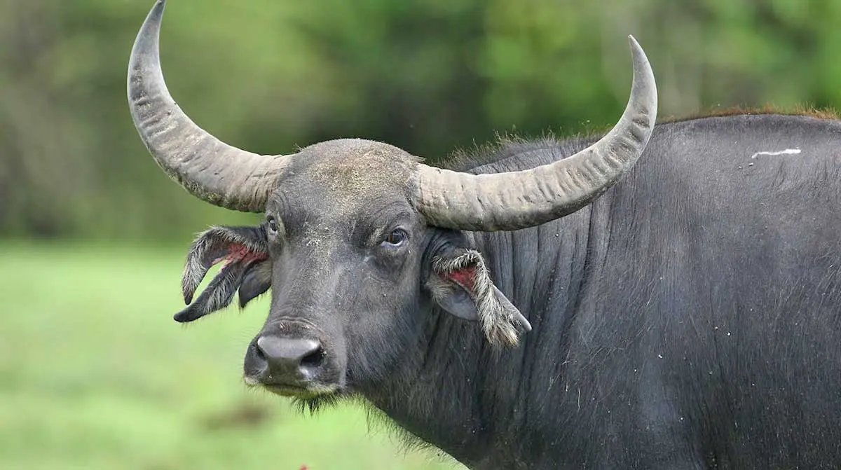 water buffalo large horns